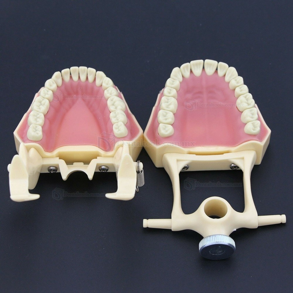 Fantoma Modelo de Práctica Dental compatible con Frasaco AG3 Typodont